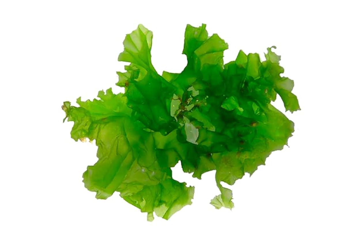 Wissi - Sea Lettuce Seaweed Pack 4x30g fjQq3OTX