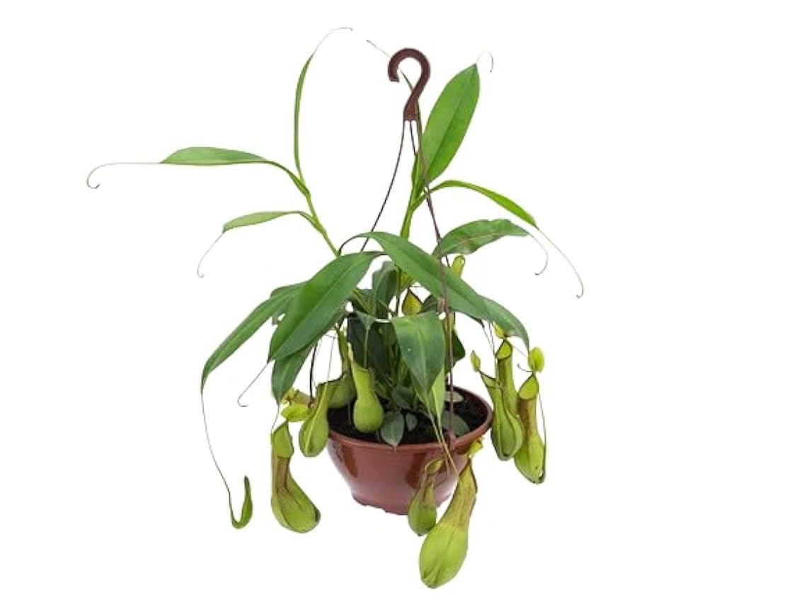 Planta Carnívora Viva DECOALIVE Especie Nepenthes Alata