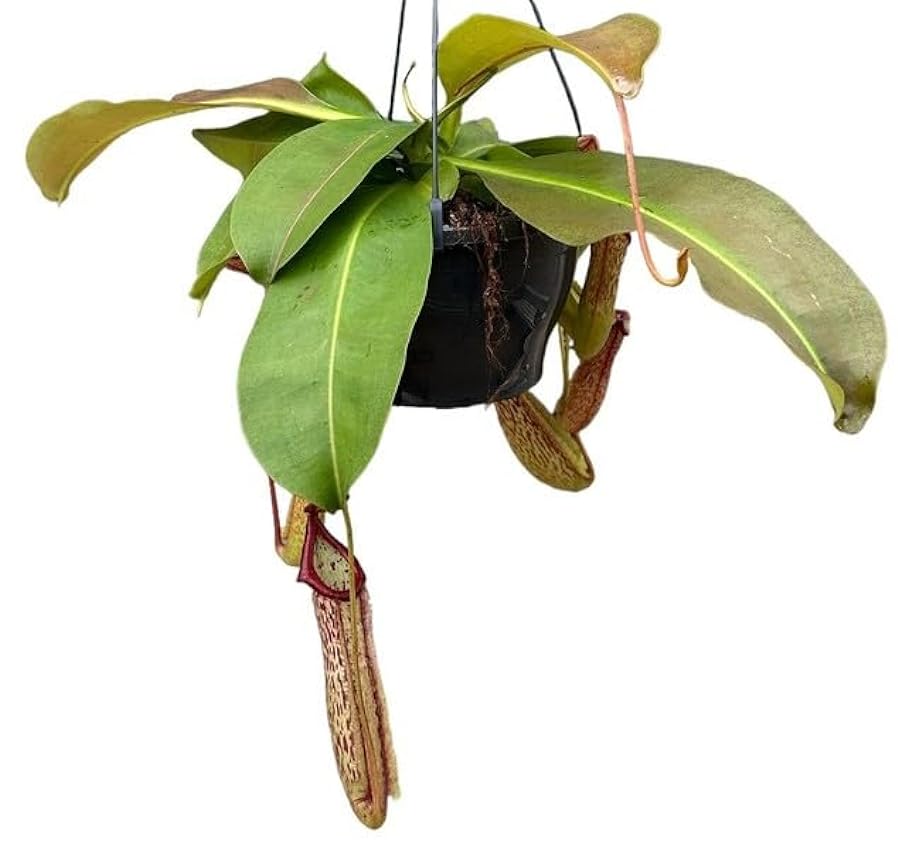 Nepenthes Planta Carnívora Nombre Común Copas de Modo P