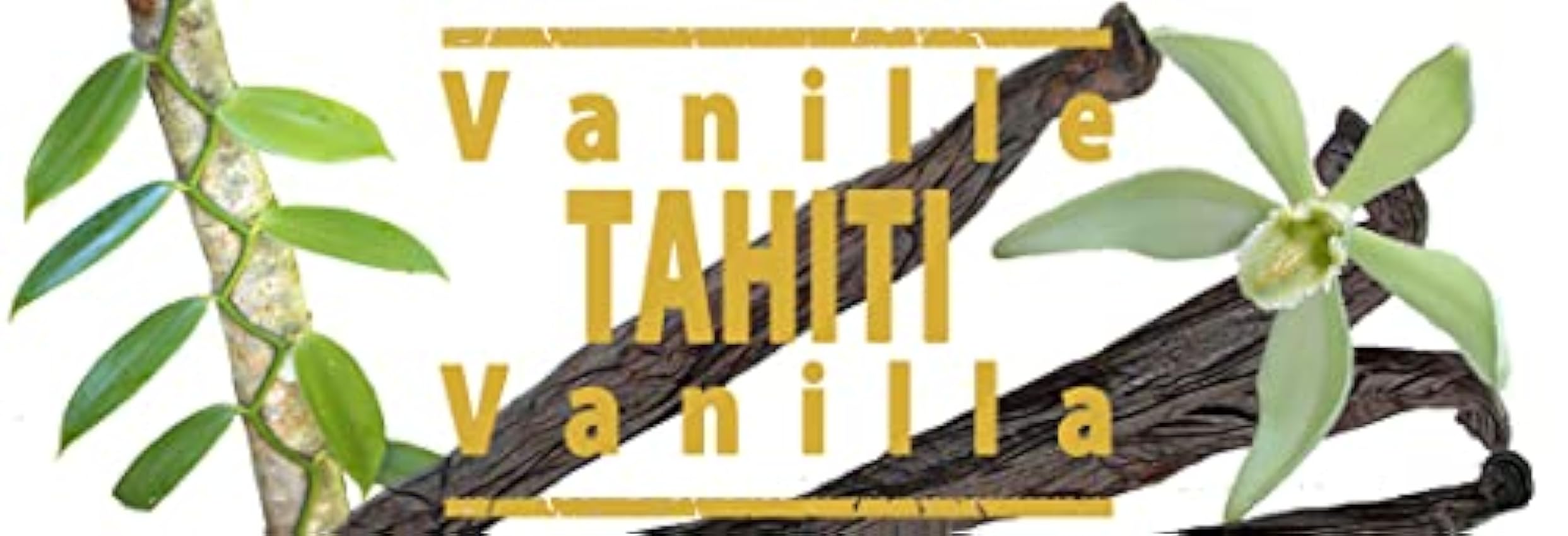 3 Vainas de Vainilla Genuina de Tahití 