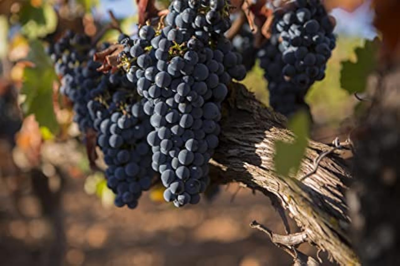 Vine Roots Graciano 2018 – Tinto D.O.Ca. Rioja – 12 meses en barrica – Ecológico -Vegano – Elaborado por Bodegas Corral (6 botellas 75 cl) JFOxC2dh