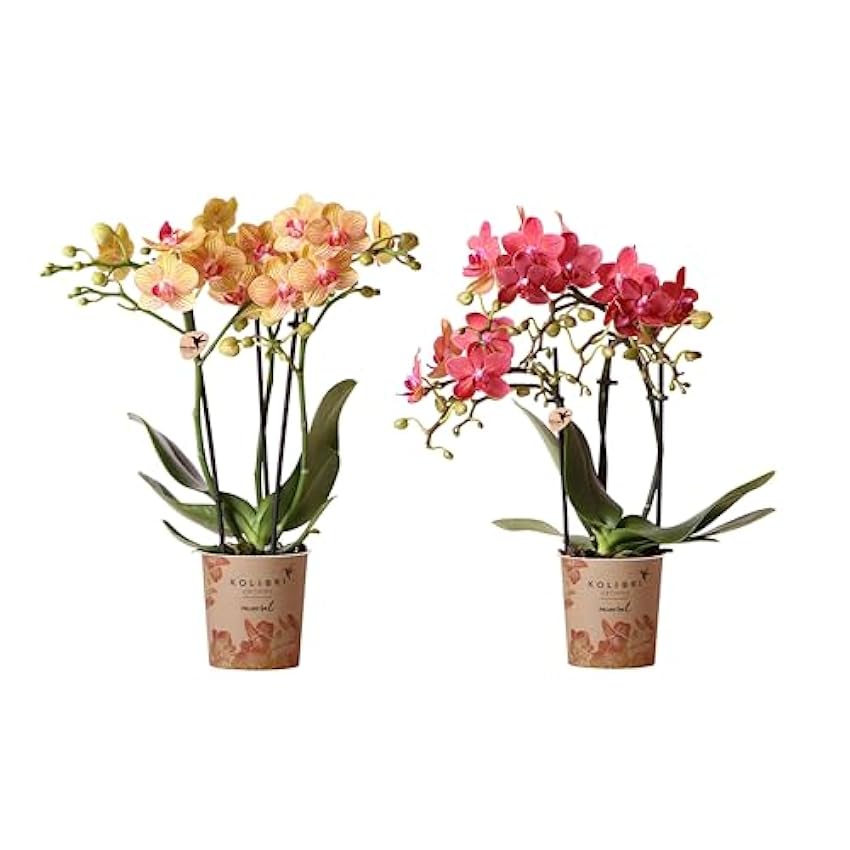 Duo de Orquídeas Alevilla Naturales: Plantas de Interior Características por sus Flores pIJNGuM1