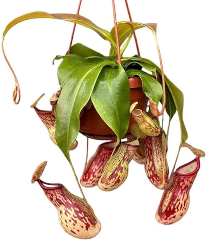 Planta Carnívora Colgante | Nepenthes |DECOALIVE | Planta Carnívora Natural gnFKvXVs