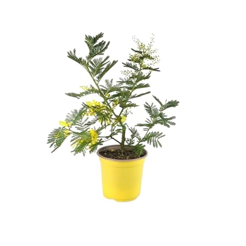 Mimosa Natural ±100cm Añade Belleza Natural a tu Jardín pOHm3xwQ