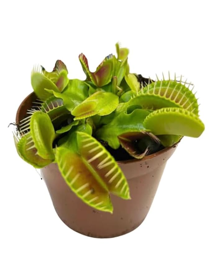 Venus Natural - Dionaea Muscipula - Planta Antimosquitos Fácil de Mantener fLLvDlFo