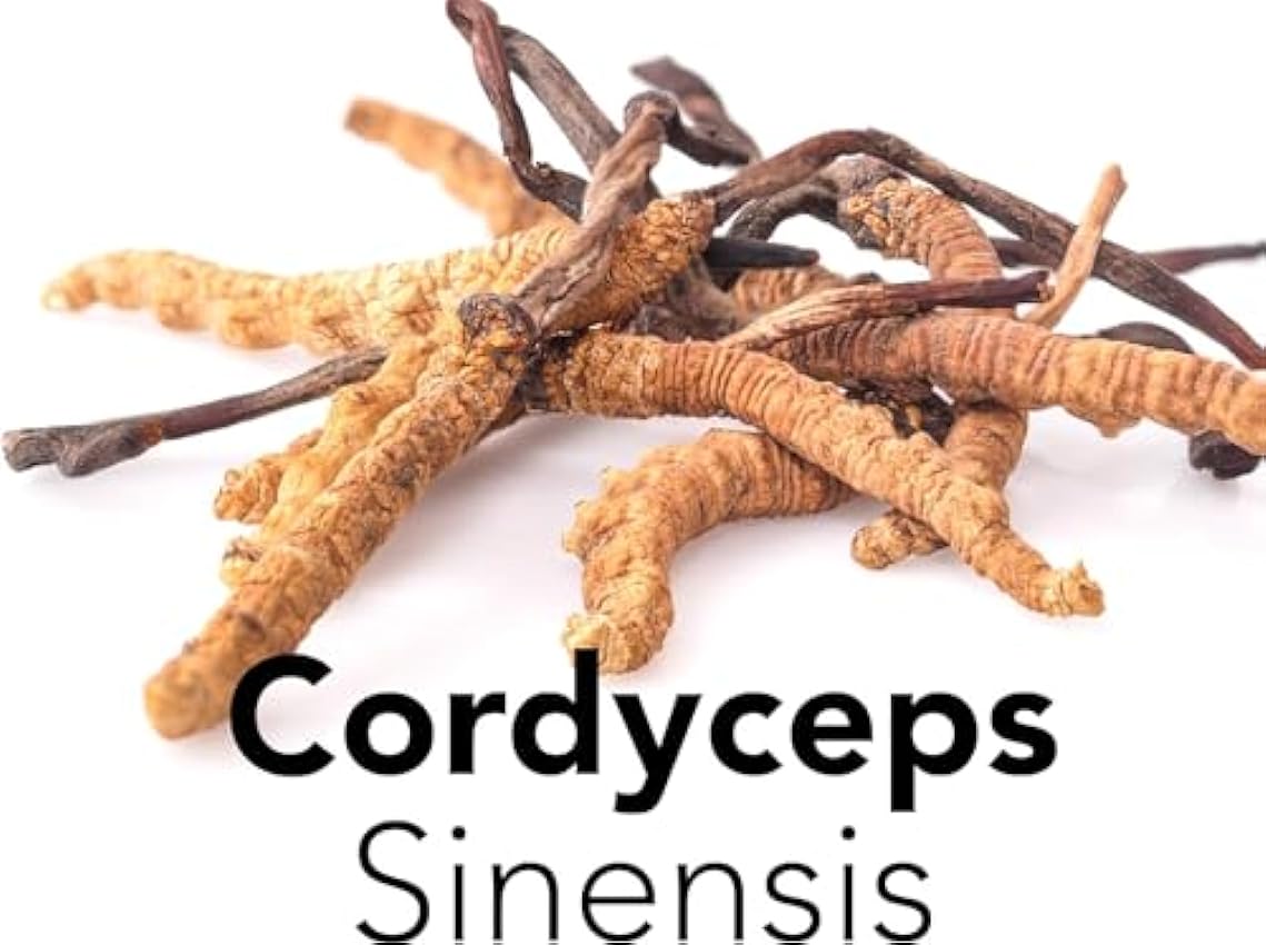 Cordyceps Sinensis - 100g. Polvo de Hongo Cordyceps Crudo. Rico en Propiedades y Beneficios de las Setas. h2n2k5Mb