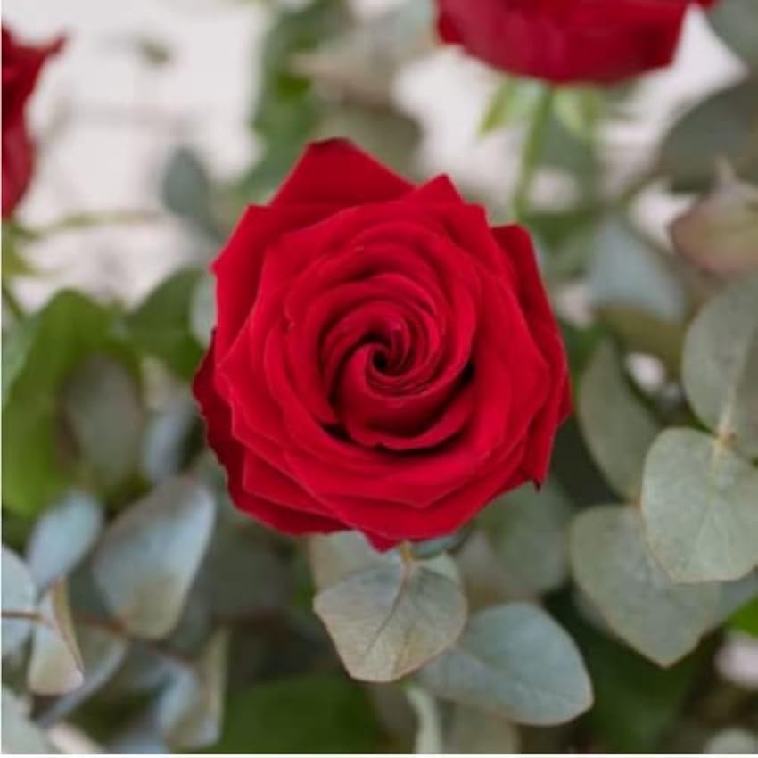 Ramo de 6 rosas rojas -FLORES NATURALES-ENTREGA EN 24 HORAS DE LUNES A SABADO L1CSz6Bk
