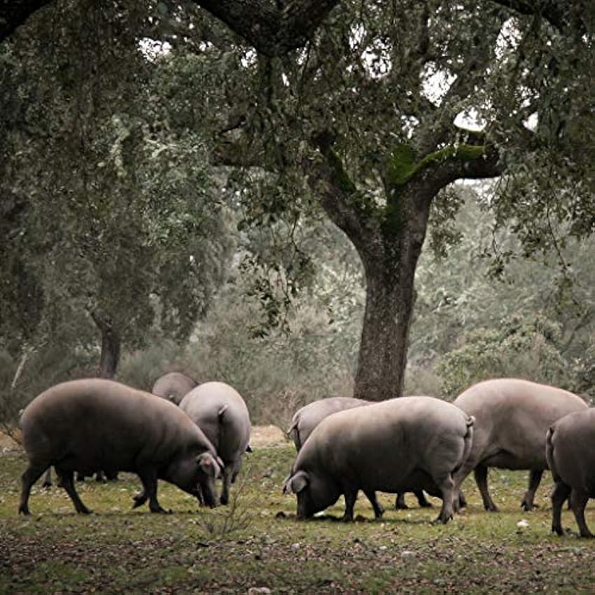 8-9 Kg Jamón Ibérico de BELLOTA - Procedente de cerdos ibéricos de bellota y curacion 100% natural - Una experiencia realmente inolvidable oQ5NIwlH