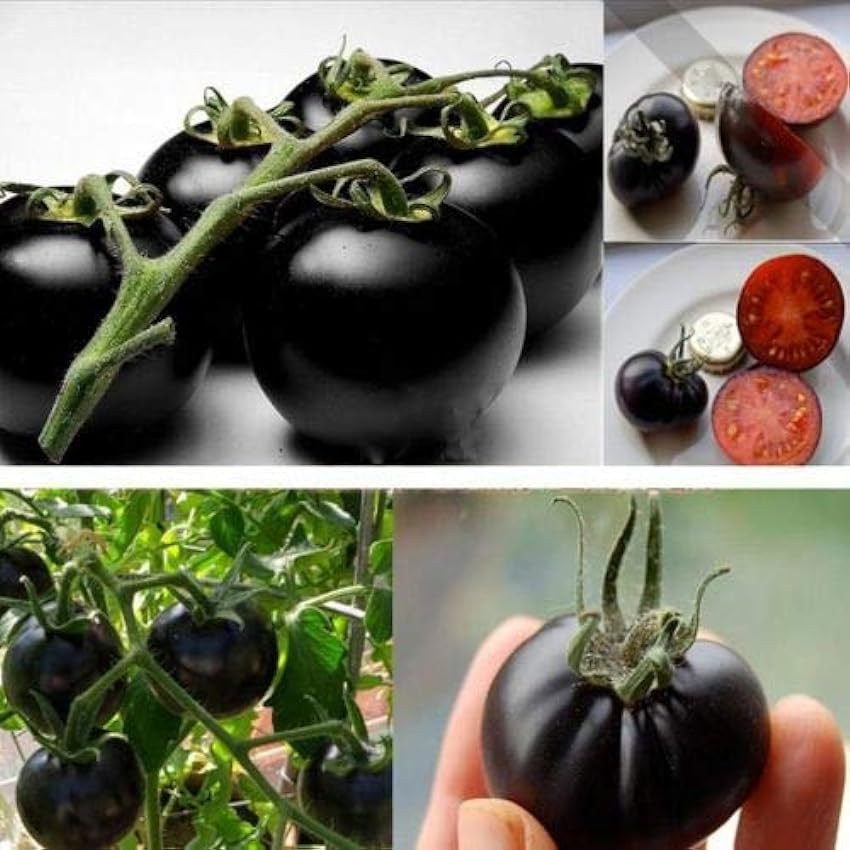 GEOPONICS SEMILLAS: Raras Tomate Negro cereza de la herencia rusa vegetales 30pcs perfectos KrpDX9Zk