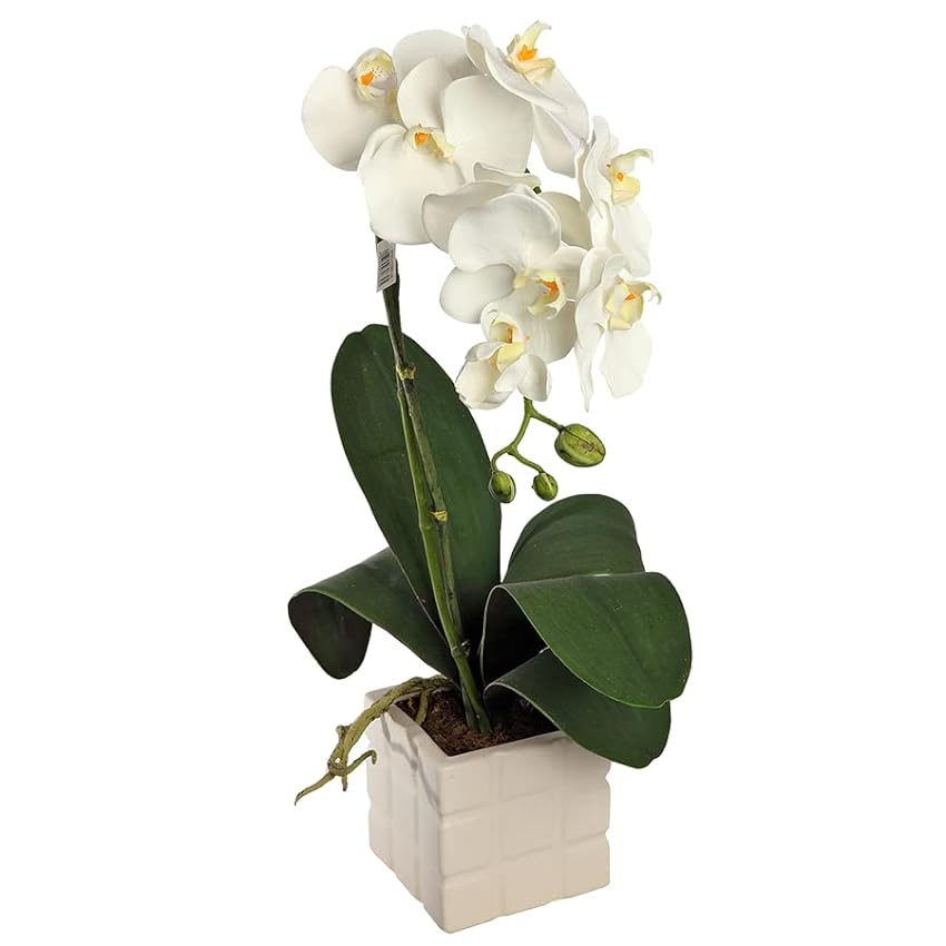 Faxiflora Planta de orquídea blanca de dos ramas IhGwnzx9
