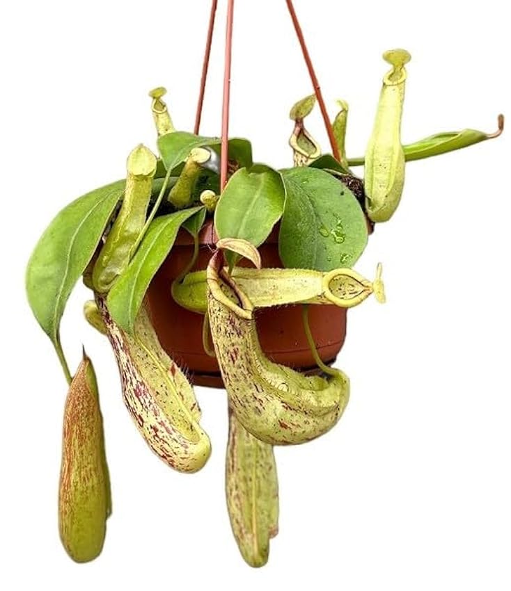 Planta de Copa de Mono Nepenthes Planta Carnívora Que C
