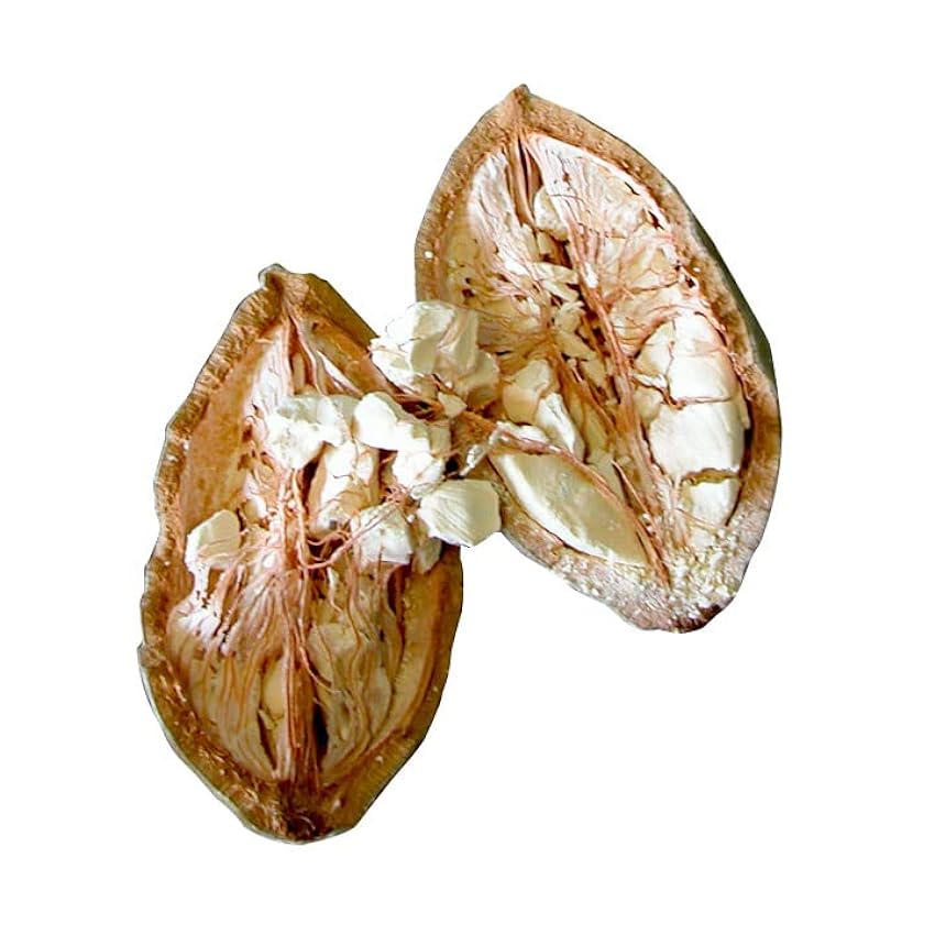 Baobab en Polvo BIO Ecologico | Calidad A+ 100% pura cruda, fuente de Vit C, Calcio, Colageno natural | SAMSKARA | Organic Baobab Powder Raw (500gr x 1 pack) JIDFun6r
