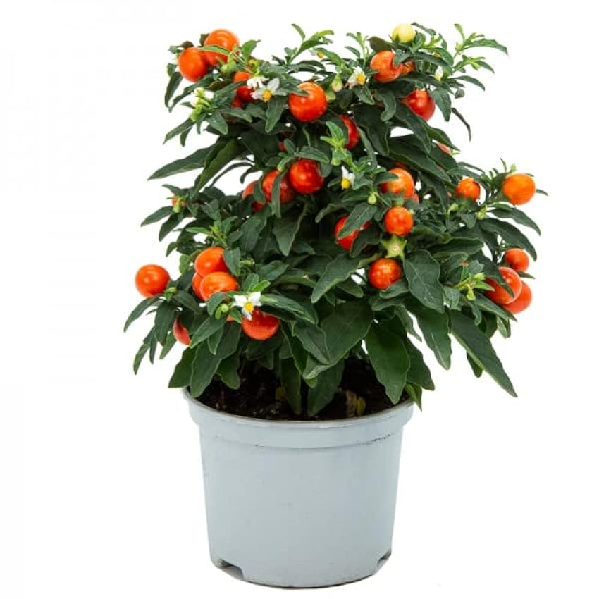 Solanum Pseudocapsicum Natural Planta Arbustiva Perfecta para Jardines n6xIuS5R