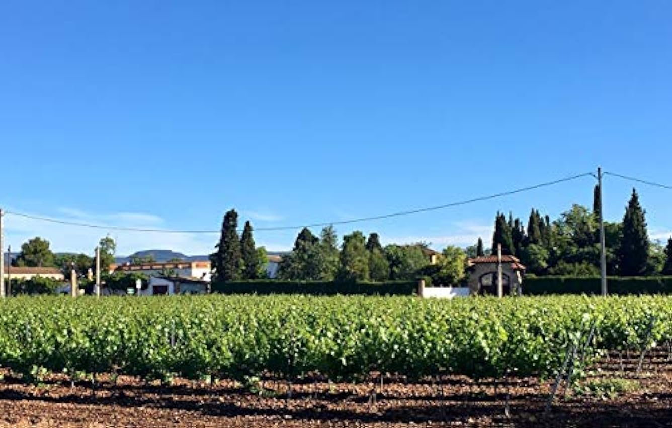 Pack 6 botellas de Vino Rovellats Blanc Primavera - D.O. Penedés – Chardonnay, Macabeo y Xarel-lo – Cosecha 2019 – Selección Vins&Co PN896nut