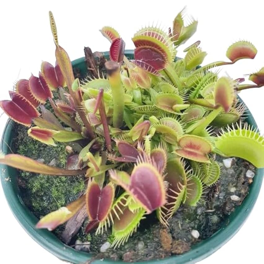 Planta Carnívora Natural - Dionaea Muscipula - Venus Atrapamoscas hRdDr2ON