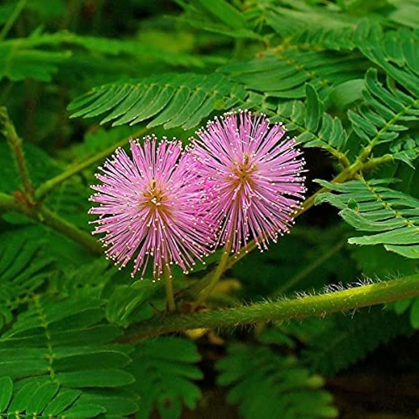 Touch Me Not - Sensitive Plant (Mimosa Pudica) 30 Evergreen Humble Plant Seeds. i3zlil28