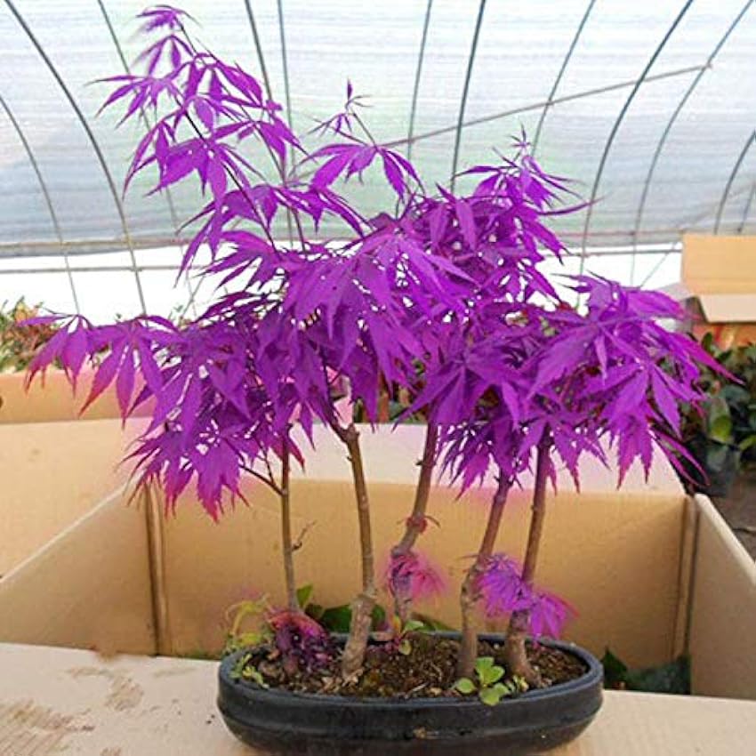 ScoutSeed Egrow 40Pcs Purple Maple Seeds Rare Color Beautiful Purple Ghost Bonsai Plantas T mqGSPKUo