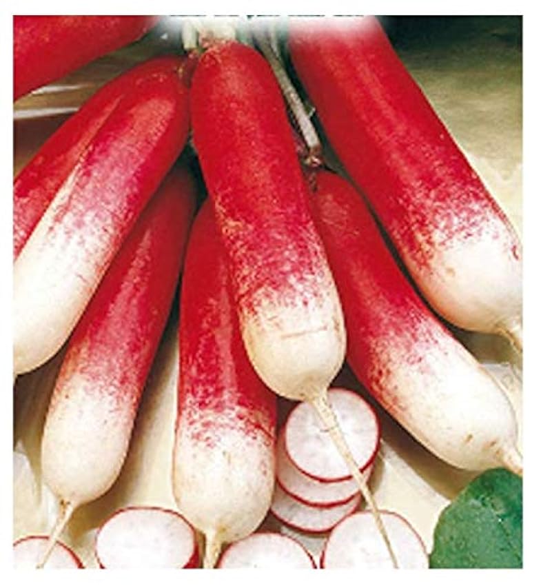 600 c.ca rábano medio largo rojo con punta blanca 2 - raphanus sativus en su embalaje original hecho en italia - rábanos largos OBFLf83l