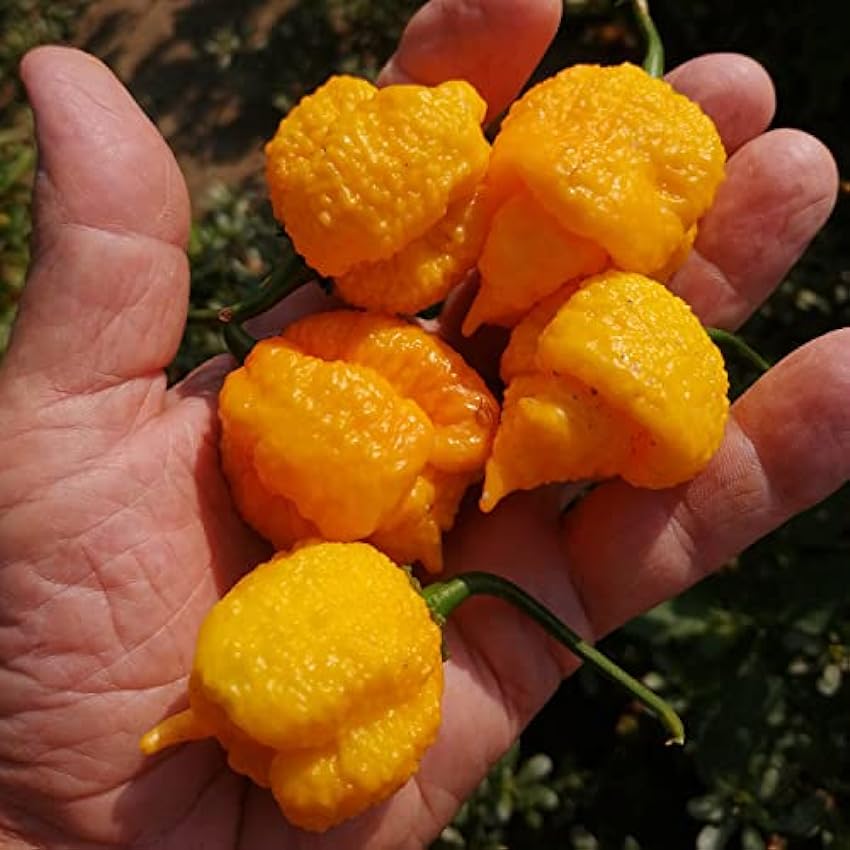 I Piccantissimi - Carolina Reaper Naranja picante en frasco (15gr) Long-life Chilli Flakes - Carolina Reaper pimiento cultivado en Italia (2.000.000 SHU) ipeoTjRW