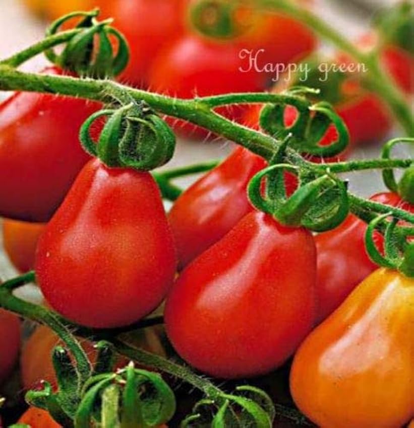 Risala - Tomate vegetal (120 semillas) Kr0SXtOg