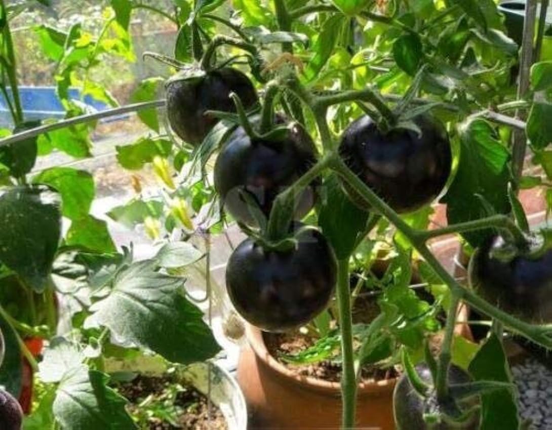 GEOPONICS SEMILLAS: Raras Tomate Negro cereza de la herencia rusa vegetales 30pcs perfectos KrpDX9Zk