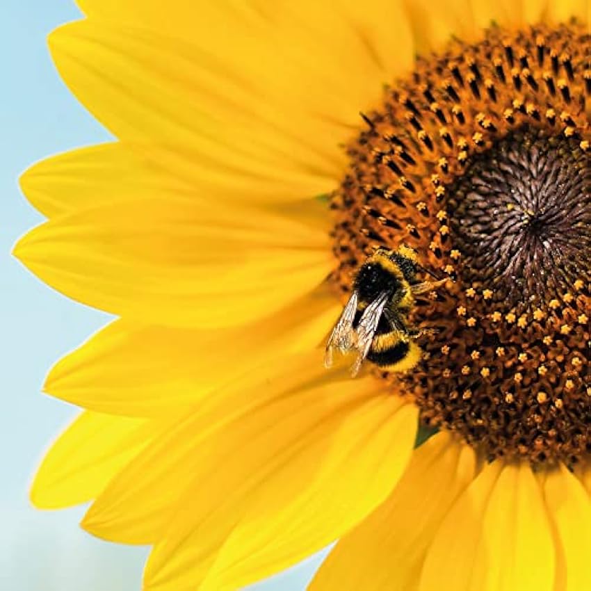 MiTA: GR 500 MIEL ARTESANAL DE GIRASOL - 100% ITALIANA - Producción ARTESANAL EN CANTIDADES LIMITADAS basada en el respeto por las abejas y el medio ambiente, crianza BIOCOMPATIBLE. mAOX7zNR