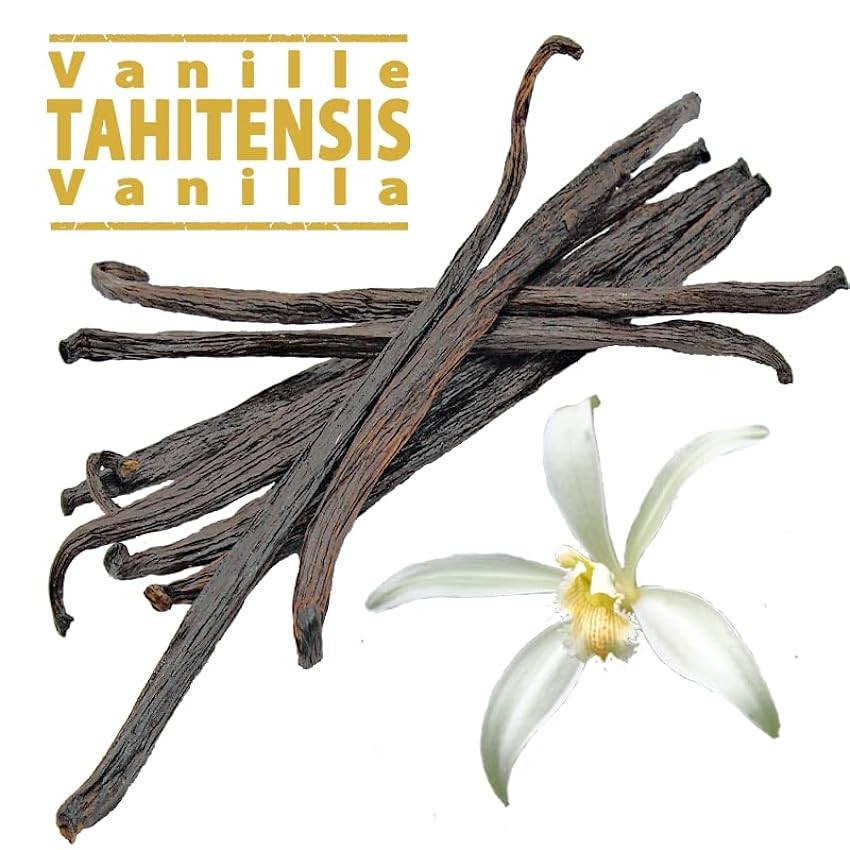 5 bellas Vainas de Vainilla Tahitensis (12 a 14 cm para 15g) jkRMzHbZ