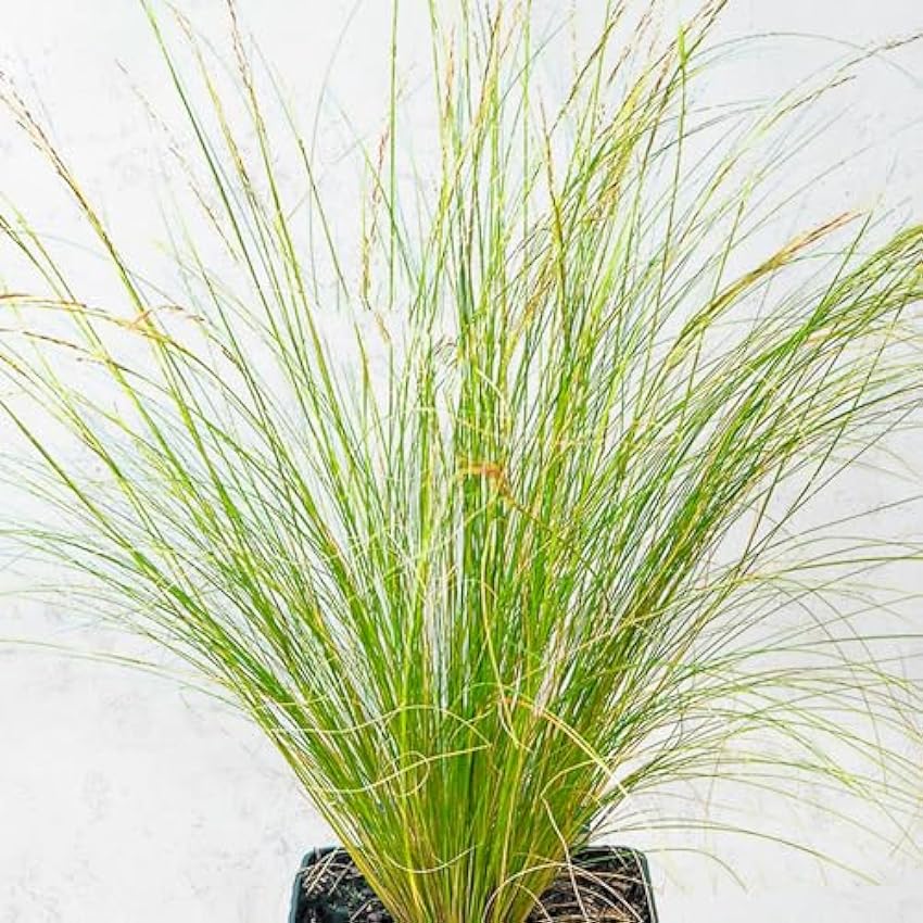 Stipa Natural Añade un Toque de Sofisticación con esta Planta Ornamental PnWPqURm