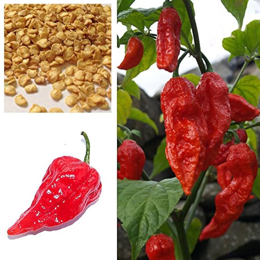 ScoutSeed 5: Hot Chilli Pepper, Red Bhut Jolokia, Ghost Chilli Seeds, Compre 2 y obtenga un 25% de descuento Hgcwo3MU