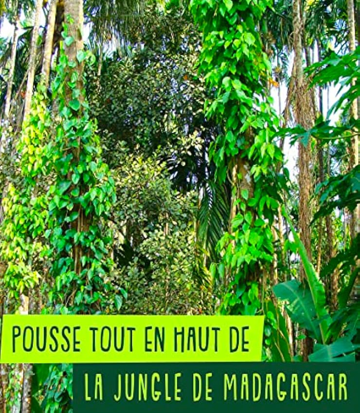 REPLANT - Pimienta Silvestre de Madagascar Voatsiperifery - 100g - Grand Cru de Madagascar 2023 - Deliciosos Granos de Pimienta Negra y Roja con Cola - Bolsa FreshZIP PgixPNpO